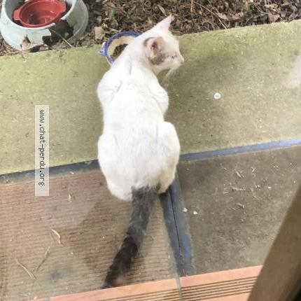 Photo 2/3 Found cat Found in Alluyes