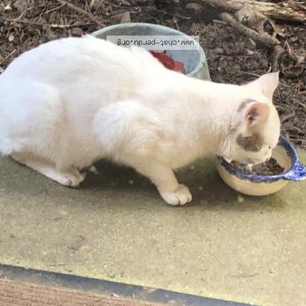 Photo 3/3 Found cat Found in Alluyes