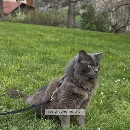 Photo 1/1 shocco Chat lost in Chamalieres