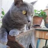 Picture of cat lost at Buding