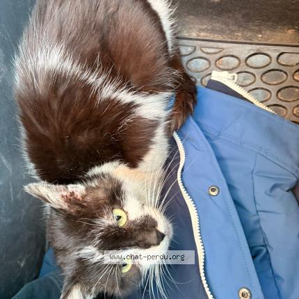 Photo 1/1 Found cat Found in Herblay