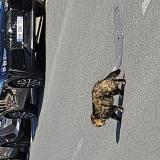 Picture of cat found at Antony