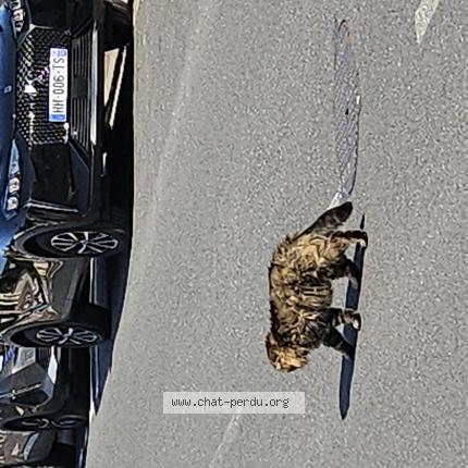 Photo 1/1 Found cat Found in Antony