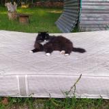 Picture of cat lost at Figeac