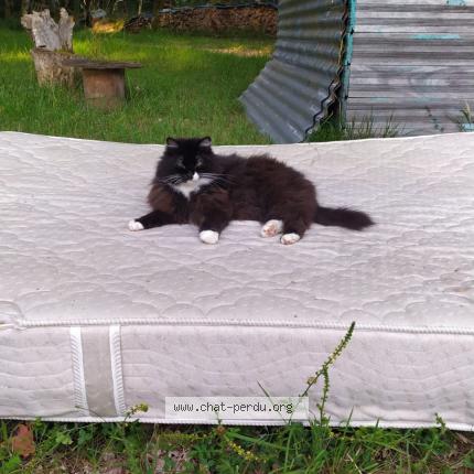 Photo 1/1 Lizy Chat lost in Figeac