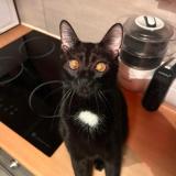 Picture of cat lost at Faremoutiers