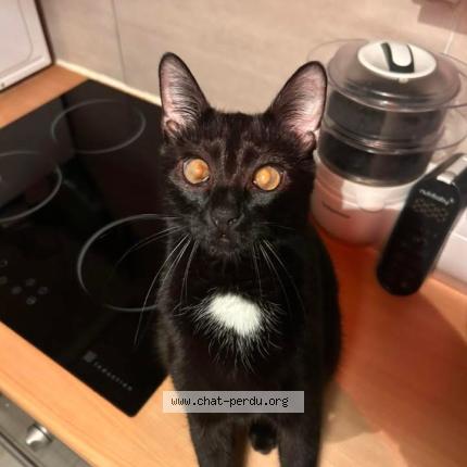 Photo 1/1 Chaussette Chat lost in Faremoutiers