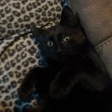 Picture of cat lost at Bressoux