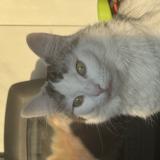 Picture of cat lost at Thorigne Fouillard