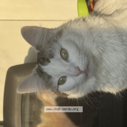 Photo 1/1 Princesse Chat lost in Thorigne fouillard