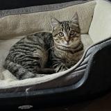 Picture of cat lost at Saint Romain De Benet