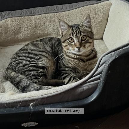 Photo 1/1 Floky Chat lost in Saint romain de benet