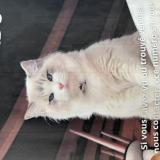 Picture of cat lost at Annecy