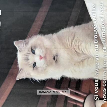 Photo 1/1 Poncik Chat lost in Annecy