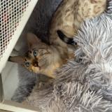 Picture of cat lost at Puteaux