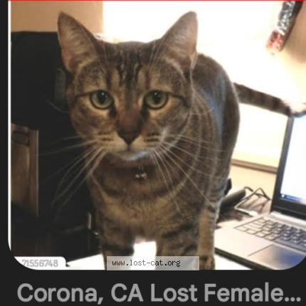 Photo 1/1 Found cat Found in Eastvale