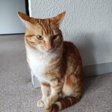 Picture of cat found at Cavaillon