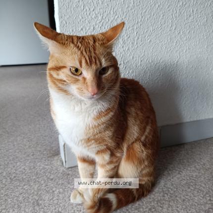 Photo 1/1 Found cat Found in Cavaillon