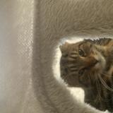 Picture of cat lost at Luxembourg