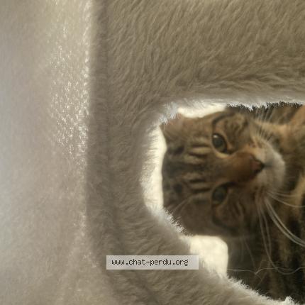 Photo 1/1 Simba Chat lost in Luxembourg