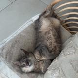 Picture of cat lost at Haucourt Moulaine