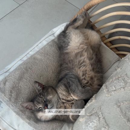 Photo 1/1 Oxa Chat lost in Haucourt moulaine