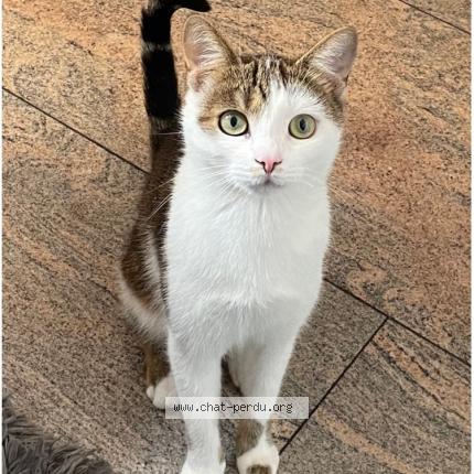 Foto 1/1 Miko Katze verloren in Ettelbruck