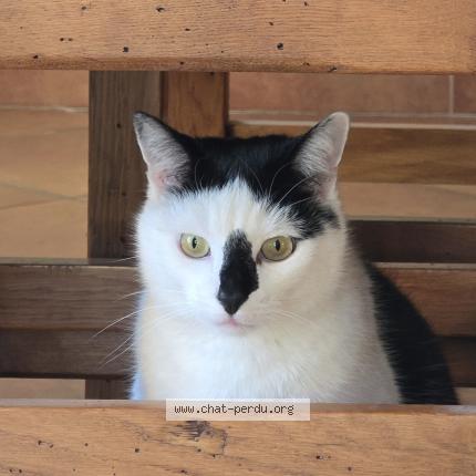 Photo 1/1 Grizou Chat lost in Ventenac en minervois