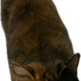 Picture of cat found at 1376 Eclagnens