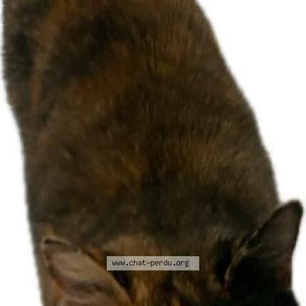 Photo 1/1 Found cat Found in 1376 eclagnens