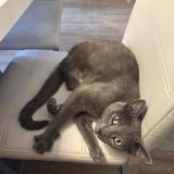 Picture of cat lost at Morieres Les Avignon