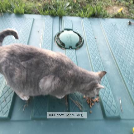 Photo 1/1 Found cat Found in Marseillan