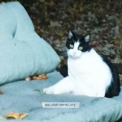 Photo 1/1 FELIX Chat lost in Villiers saint denis