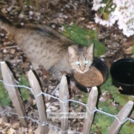 Photo 1/1 Found cat Found in Drancy