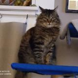 Picture of cat lost at Gap