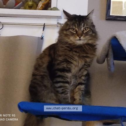 Photo 1/1 Looper Chat lost in Gap