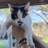 Picture of cat found at Cerizay