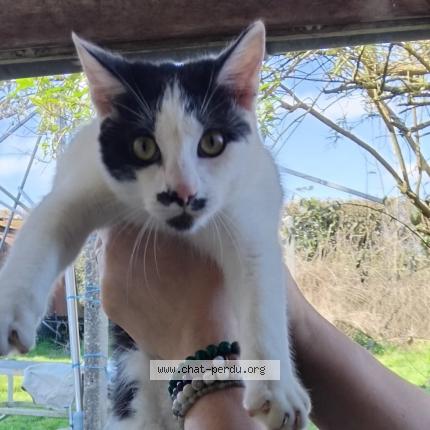 Photo 1/1 Found cat Found in Cerizay