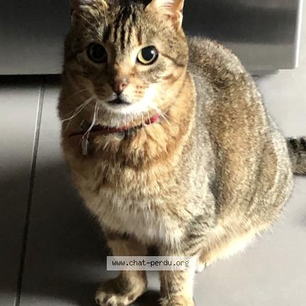 Photo 1/1 José Chat lost in Aix en provence