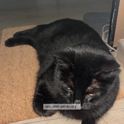 Photo 1/1 Willie Chat lost in Mallemort