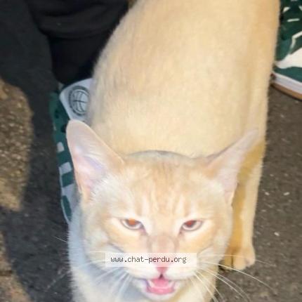 Photo 1/1 Found cat Found in Les clays sous bois