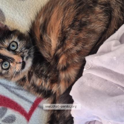 Photo 1/1 Kyra Chat lost in Maure de bretagne