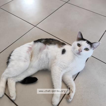 Photo 1/1 Rumi Chat lost in Valenciennes 59300