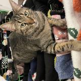 Picture of cat lost at Lille