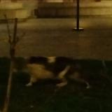 Picture of cat found at Paris