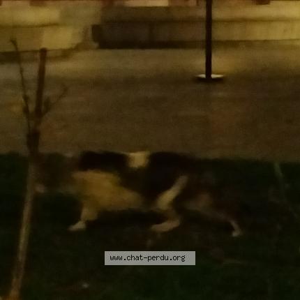 Photo 1/1 Found cat Found in Paris