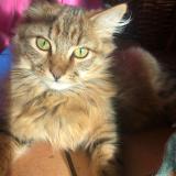 Picture of cat lost at Fussey