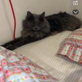 Picture of cat lost at Orvault