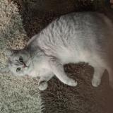 Picture of cat lost at Marseille