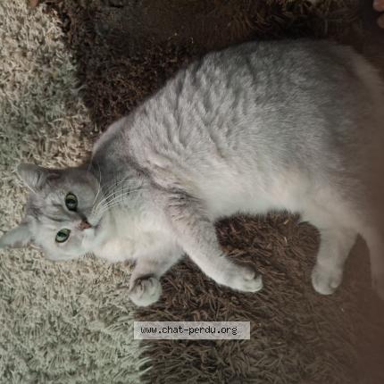 Photo 1/1 Hermine Chat lost in Marseille